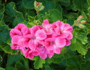Geranium